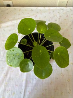 Pilea Peperomioides/Chinese Money Plant