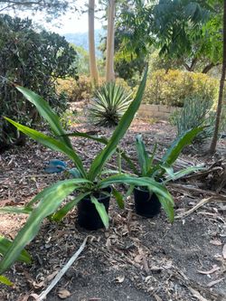 Yuccas
