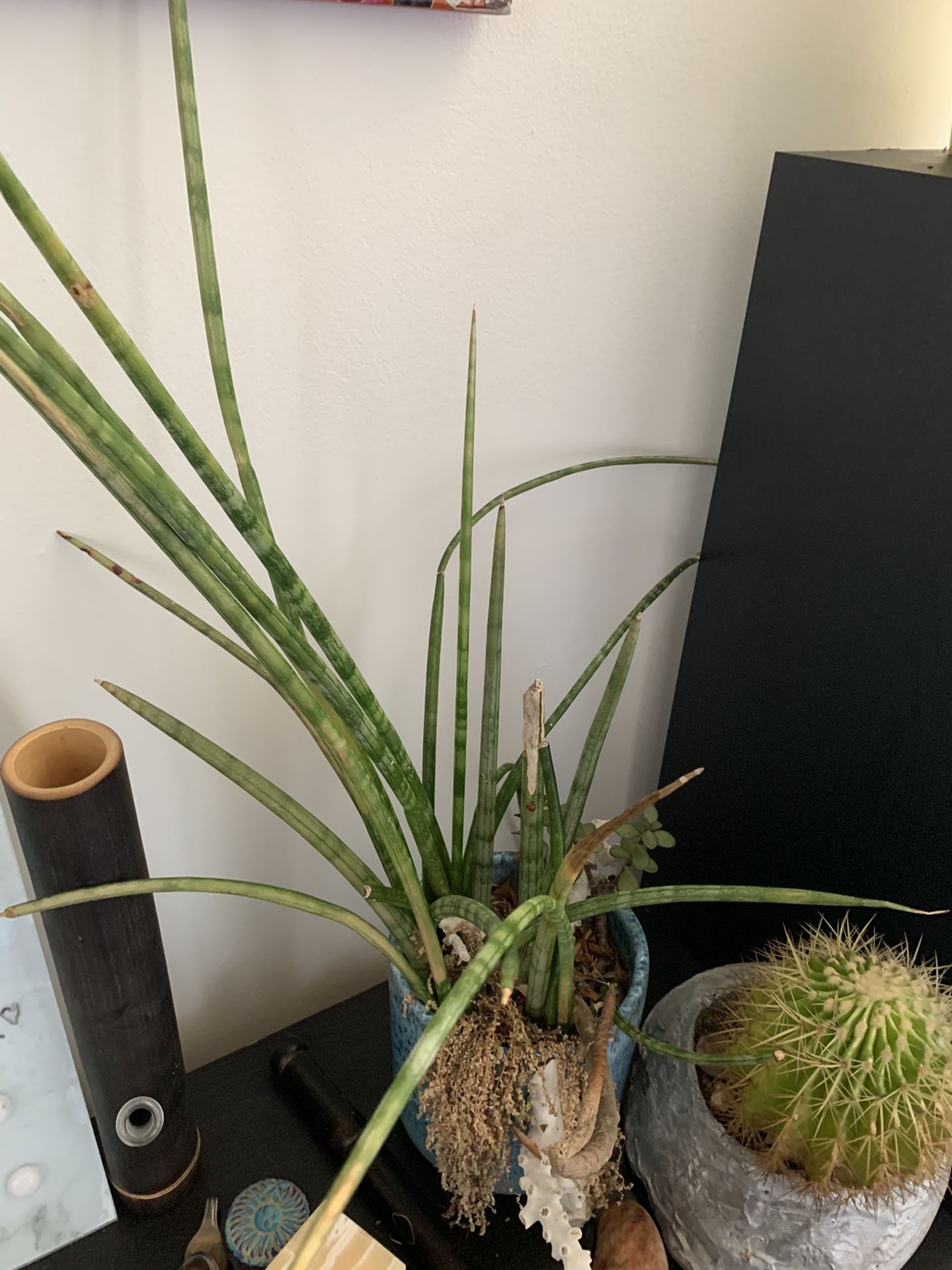 Snake Plant / Succulents With Teal Pot