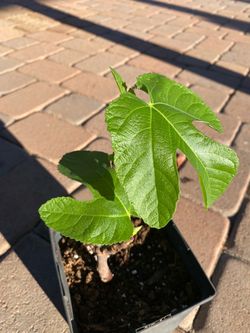 Turkish Fig Tree