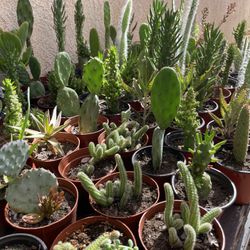 Cactus and Succulent’s 🌵🪴