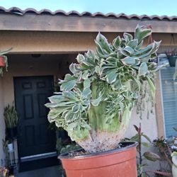 Aeonium Sunburst CRESTED Succulent Plant $28