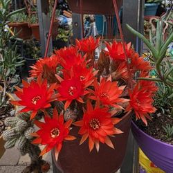 Cactus 🥜 Peanut/Cactus Cacahuate En Floración 