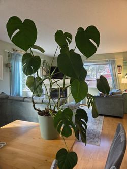 Large Monstera in self watering planter