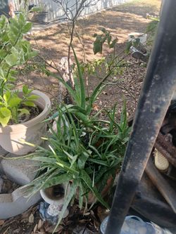 Tons of aleo Vera plants