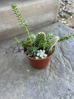 Succulents and Cactus Arrangements 