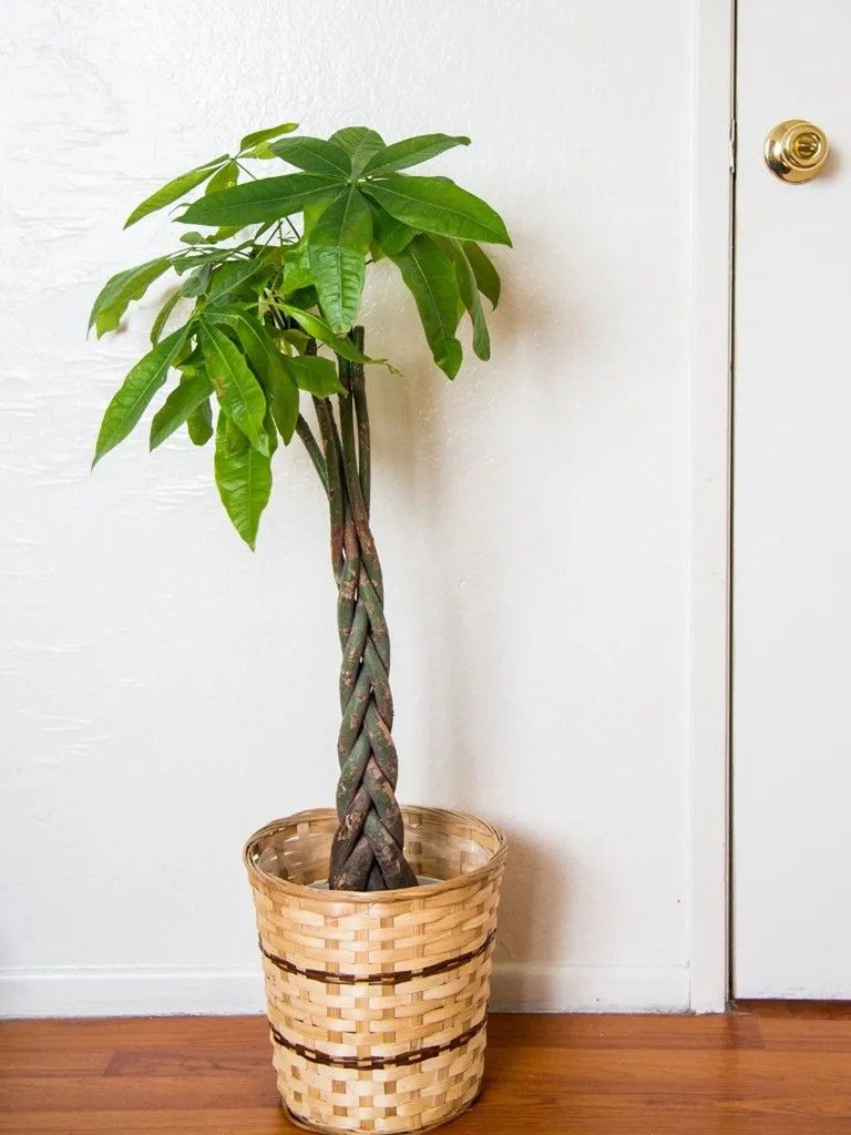 Lush Money Tree Plant/ Indoor Plant/ House Plant Flower Patio Garden