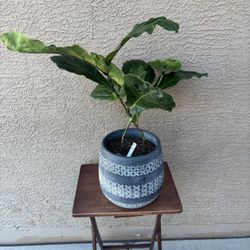 Beautiful Fiddle Leaf Fig And Custom Pot