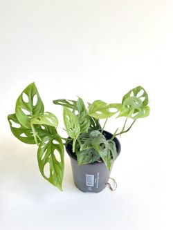 Monstera Adansonii in 4” Nursery Container