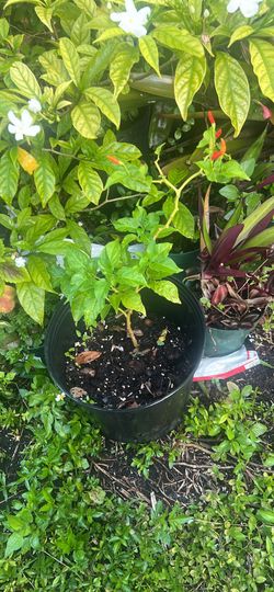 Hot 🥵 Pepper Live Plant Available
