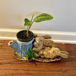 Prayer Plant In Cute Bunny Planter