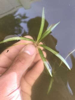 Dwarf Sag , Low Light Carpet Plant for Aquariums