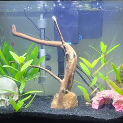20 Gallon Fish Tank With Heater And Filter