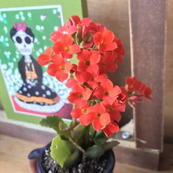 Imported Handcrafted Mexican Clay Planter – Artisan Succulent Arrangement with Custom Soil Blend