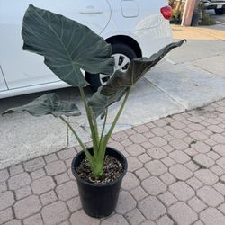 Elephant Ear