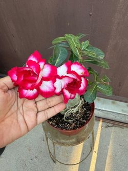8” desert rose