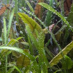 Aquarium Plants $5 Each