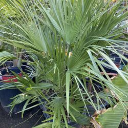 Chamaerops $$36 Each