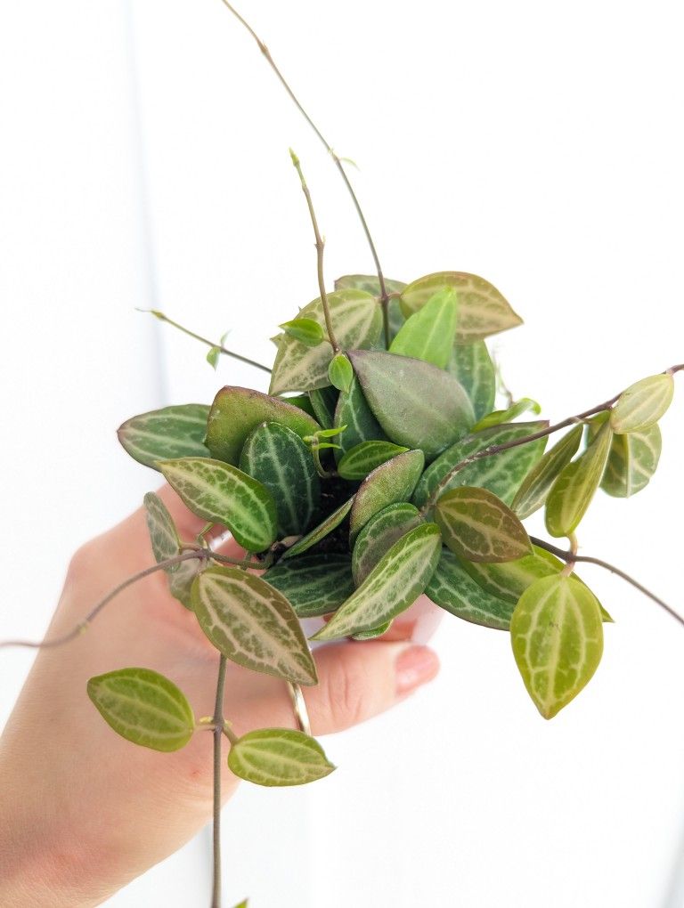 Dischidia Ovata Watermelon Plant 2" Pot - Indoor House Plants