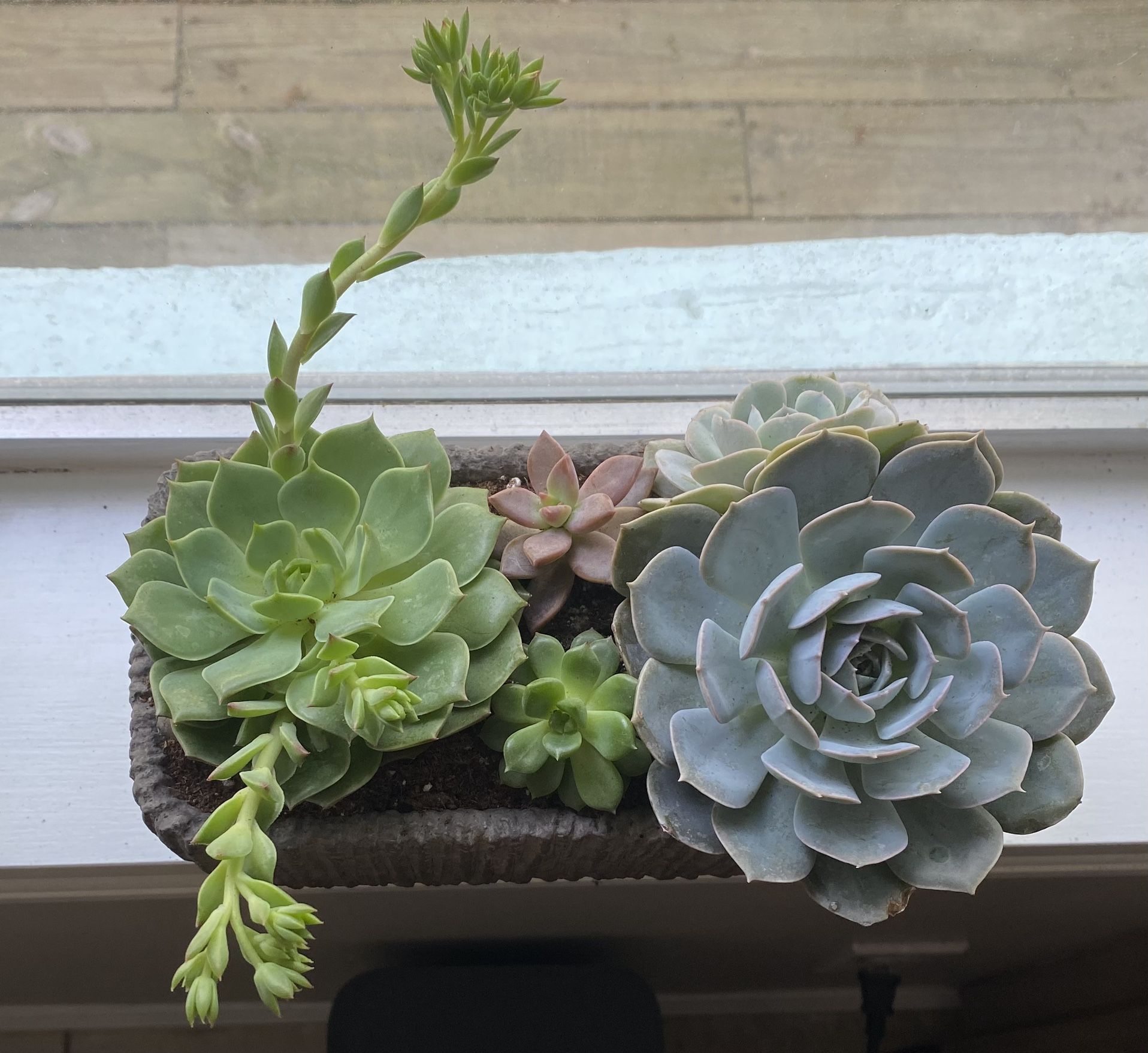 Succulents / Plants