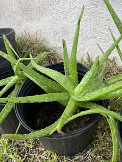 Aloe Plant