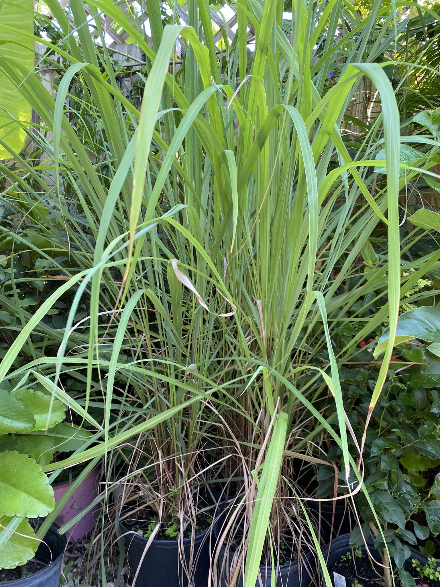 Organic Lemon Grass Herbs Plants