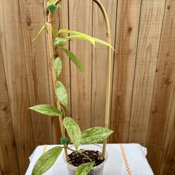 Hoya Publicalyx Splash 