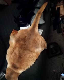 Kangaroo Tanned Animal Hide / Fur Pelt