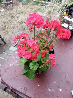 Horseshoe geranium
