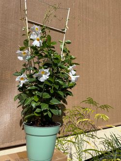 Mandeville  (Pink or White) gorgeous climbing / trailing indoor/ outdoor plant.