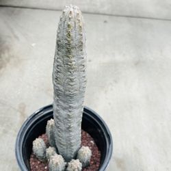 Euphorbia Abdelkuri Variegated Cluster Imported Cactus