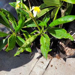 Small Plumeria Plants, In Pot.  Just Blooming.  Pick Up Only In SGV.  