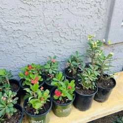 Corona de Cristo Planta Live Plant - (Phoenix) 10 each 