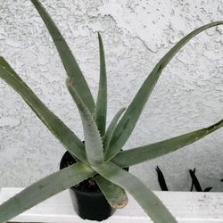 1 Gallon Aloe Vera