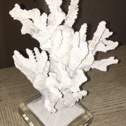Branching Coral on Acrylic Base 12” Tall