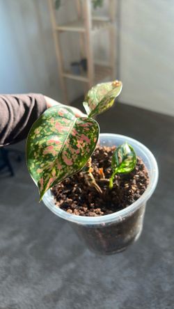 Variegated plant