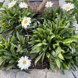 Plants Chamomile Flowers Garden  LOT 