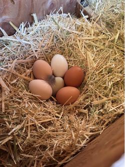 Fresh Eggs