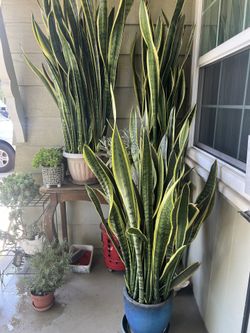 Snake Plants 