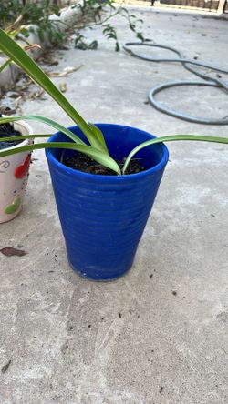 Tree Small Pots