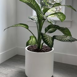 Dieffenbachia Plant With Planter Pot
