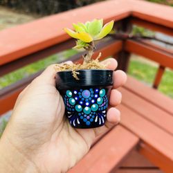 Succulent giveaway 1 piece
