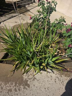 Aloe Vera Plants Free