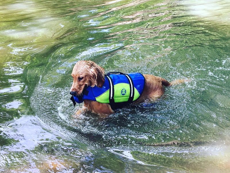 Awesome dog life jacket or life vest