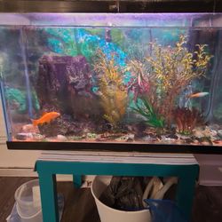 40 Gallon Fish Tank With All Accessories 