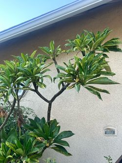 Plumeria cutting