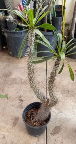 Madagascar Palm