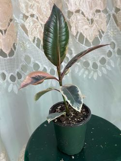Ruby rubber tree