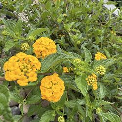 Lantana plant