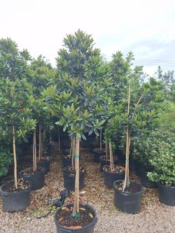 Japanese blueberry tree form